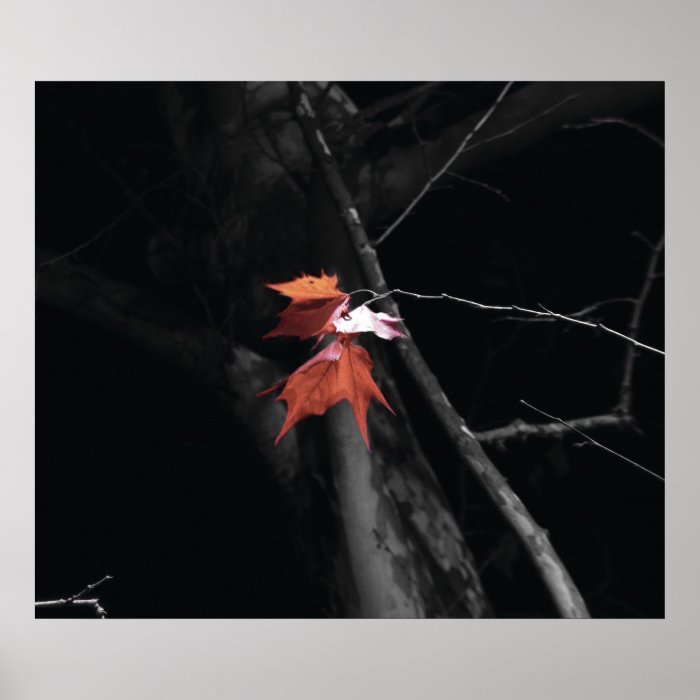 black cottonwood red leaves print