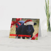 Black Cow Christmas Card