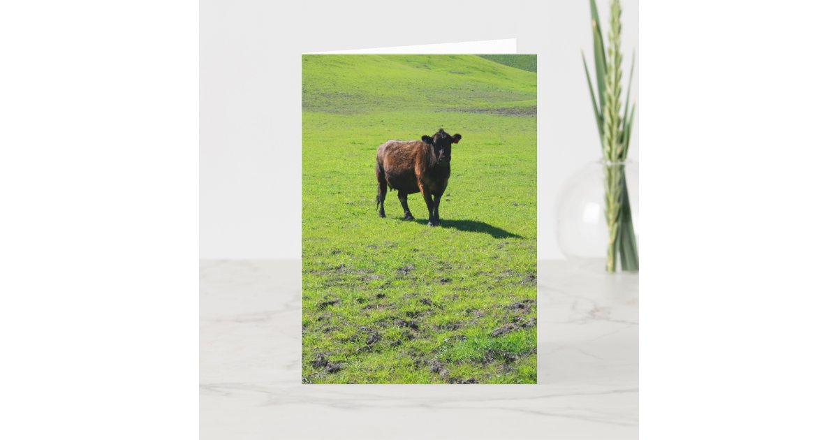 Black Cow Greeting Card,Note Card | Zazzle