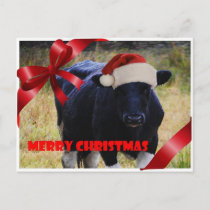 Black Cow Merry Christmas Postcard