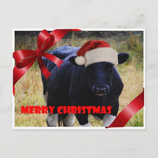 Black Cow Merry Christmas Postcard (Front)