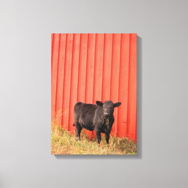 Black Cow Red Barn Canvas Print (Front)