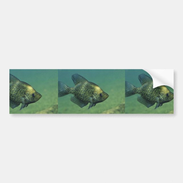 Black crappie bumper sticker (Front)