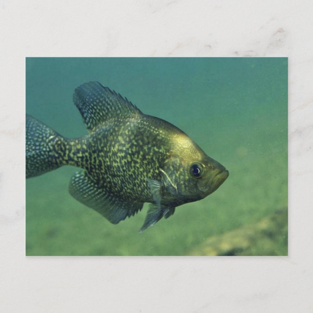 Black crappie postcard (Front)