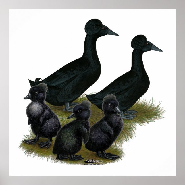 Black Crested Duck Family Poster (Front)