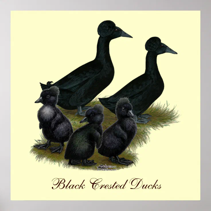 black crested duck