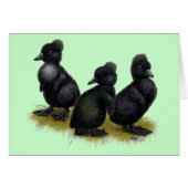 Black Crested Ducklings (Front Horizontal)