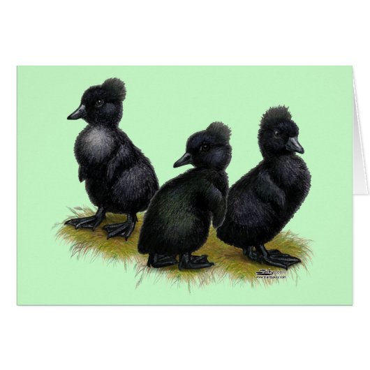 Black Crested Ducklings (Front Horizontal)