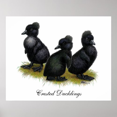 Black Crested Ducklings Poster