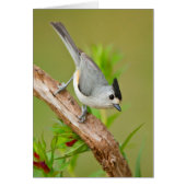 Black-Crested Titmouse (Front)
