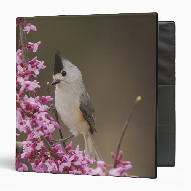 Black-crested Titmouse, Baeolophus Binder (Front/Inside)