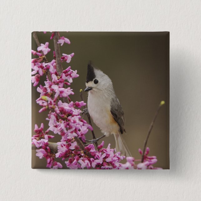 Black-crested Titmouse, Baeolophus Button (Front)