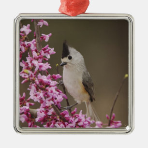 Black-crested Titmouse, Baeolophus Metal Ornament