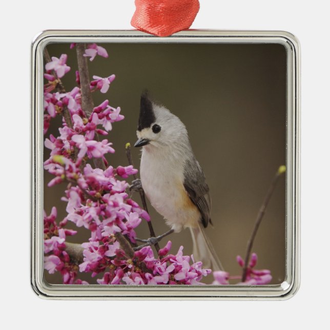 Black-crested Titmouse, Baeolophus Metal Ornament (Front)