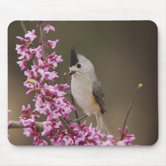 Black-crested Titmouse, Baeolophus Mouse Pad (Front)