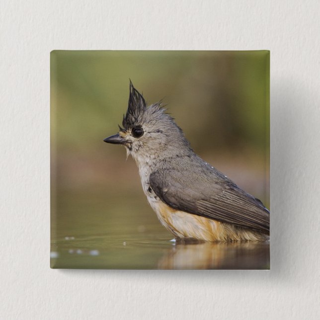 Black-crested Titmouse, Baeolophus Pinback Button (Front)