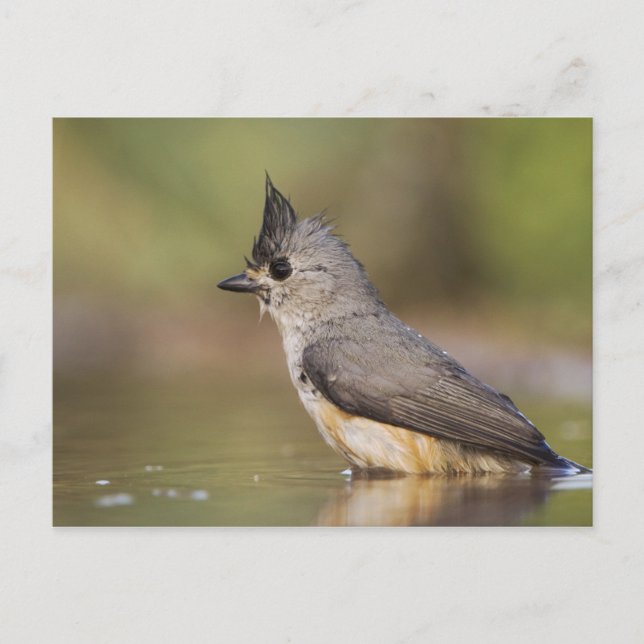 Black-crested Titmouse, Baeolophus Postcard (Front)