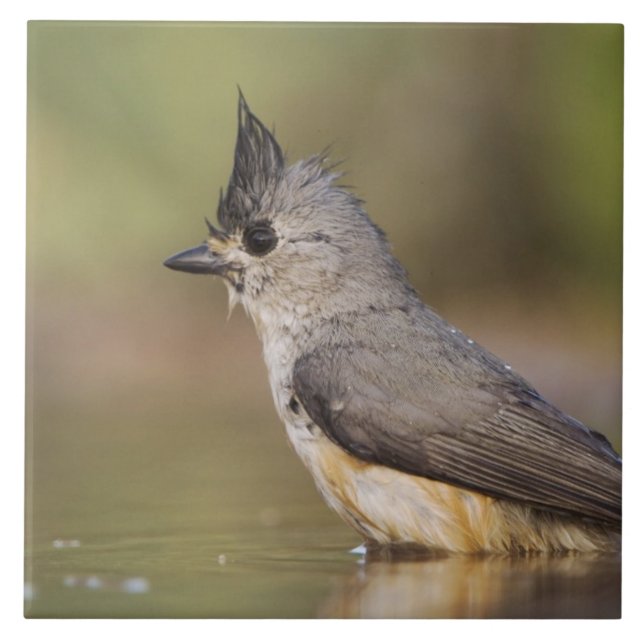 Black-crested Titmouse, Baeolophus Tile (Front)