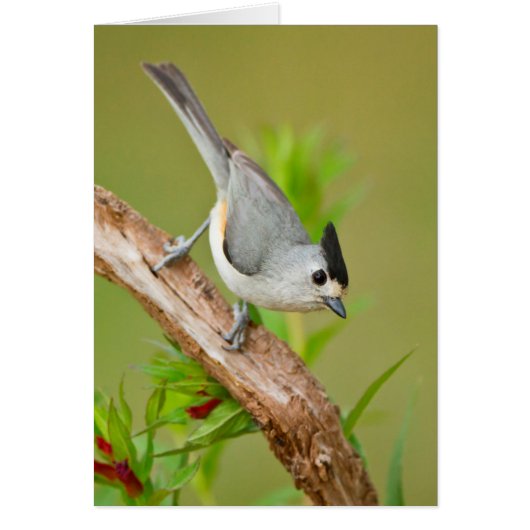 Black-Crested Titmouse Cards (Front)