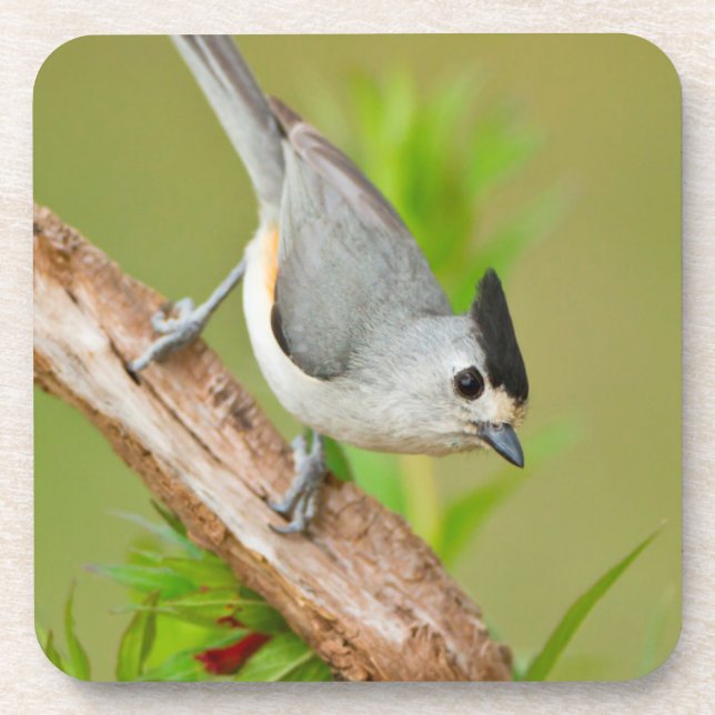 Black-Crested Titmouse Drink Coaster (Front)