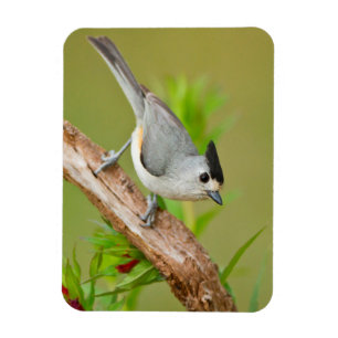 Black-Crested Titmouse Magnet
