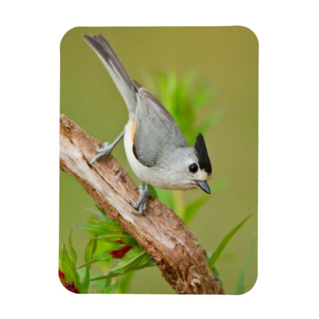 Black-Crested Titmouse Magnet (Vertical)
