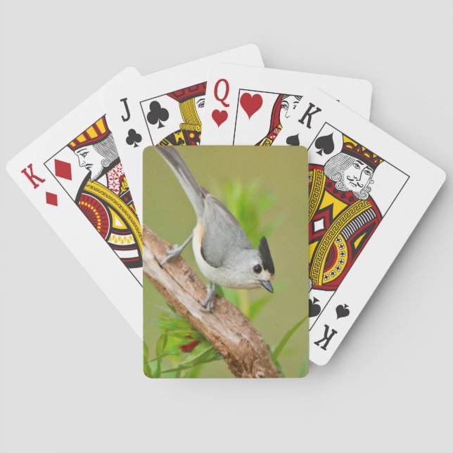 Black-Crested Titmouse Poker Cards (Back)