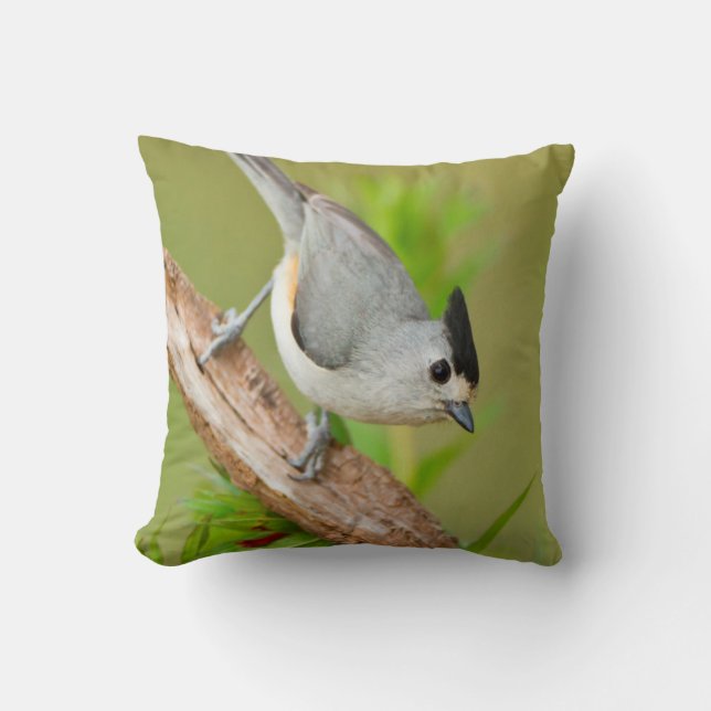 Black-Crested Titmouse Throw Pillow (Front)