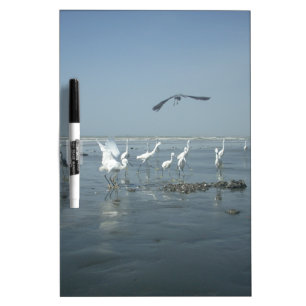Black Crow and White Cranes: A Contrast in Nature Dry Erase Board