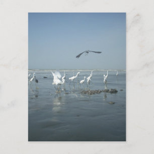Black Crow and White Cranes: A Contrast in Nature Postcard