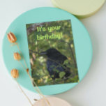 Black Crow in Tree Funny Birthday Card<br><div class="desc">Humorous greeting card for all that features the photo image of a black crow sitting in a tree. Select your card size. Select from matte or glossy style card.</div>