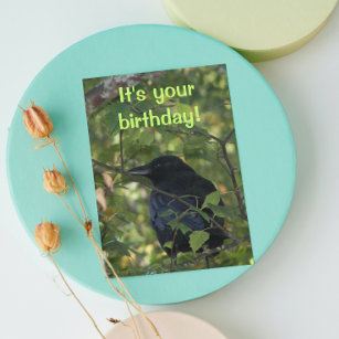 Black Crow in Tree Funny Nature Birthday Card