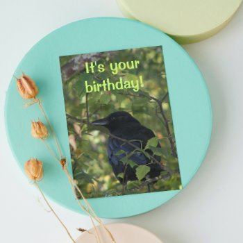 Black Crow In Tree Funny Nature Birthday Card by northwestphotos at Zazzle