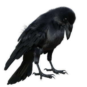 Black Crow Photo Sculpture