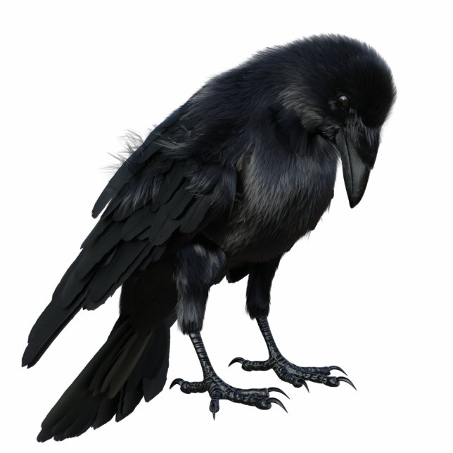 Black Crow Photo Sculpture (Front)
