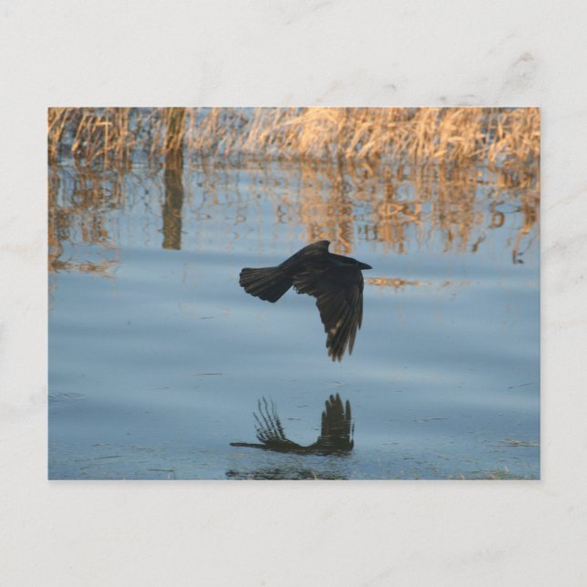 Black Crow Postcard (Front)
