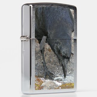 Black Crow Taking a Drink Photo Zippo Lighter