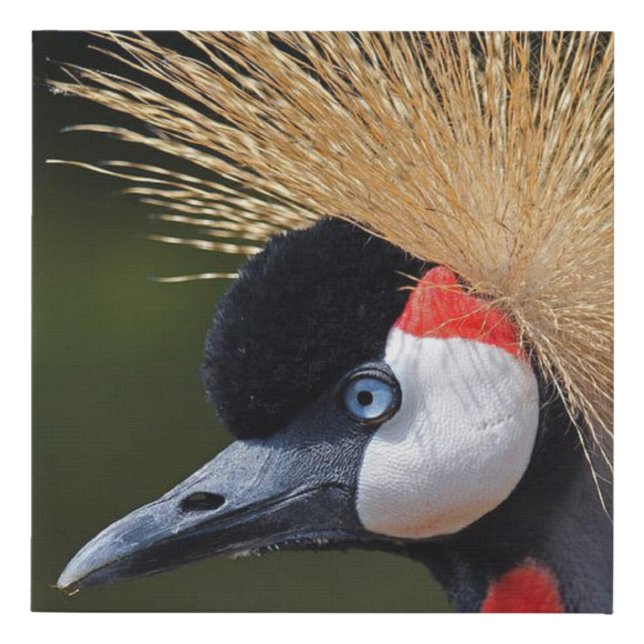 Black crowned crane faux canvas print (Front)
