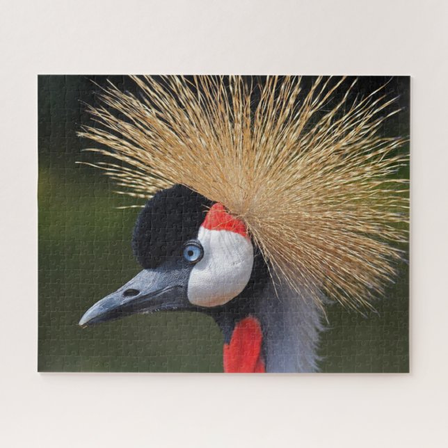 Black crowned crane jigsaw puzzle (Horizontal)
