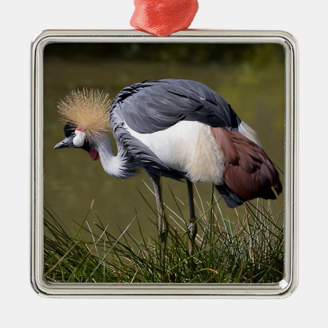 Black Crowned Crane Metal Ornament (Front)