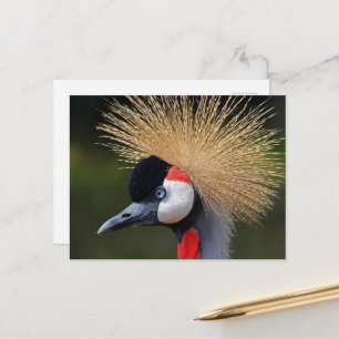 Black crowned crane postcard
