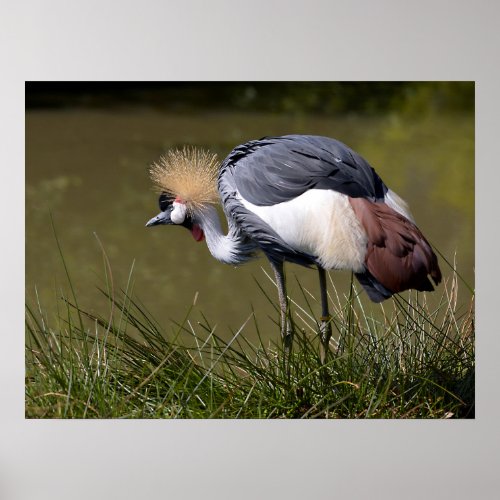 Black Crowned Crane Poster