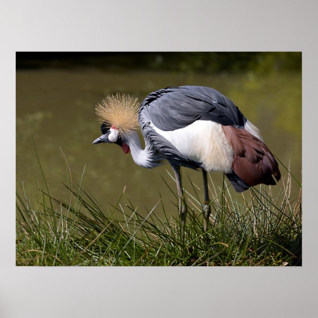 Black Crowned Crane Poster (Front)