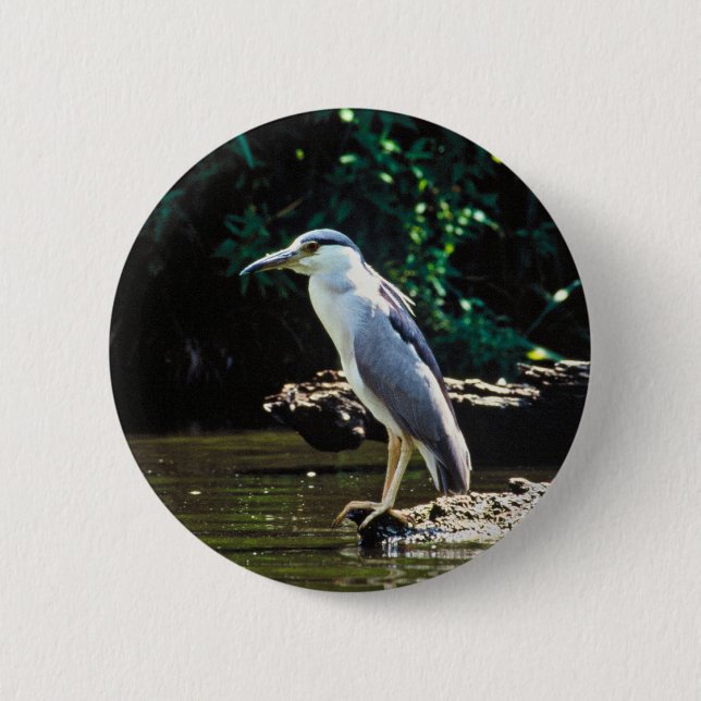 Black-crowned night heron button (Front)