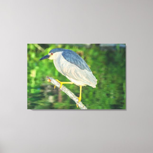 Black-crowned Night Heron Canvas Print (Front)