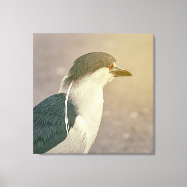 Black-crowned Night Heron Canvas Print (Front)