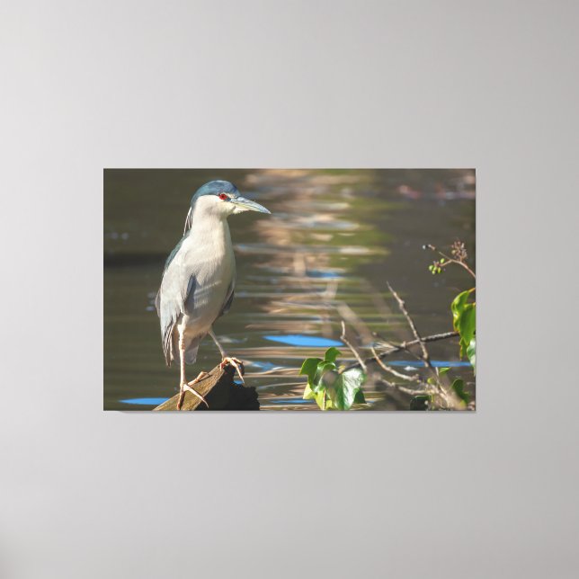 Black-crowned Night Heron Canvas Print (Front)