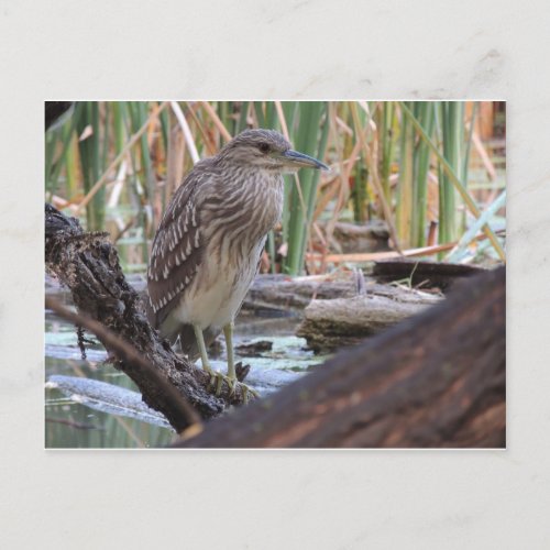 Black Crowned Night Heron Juvenile Postcard