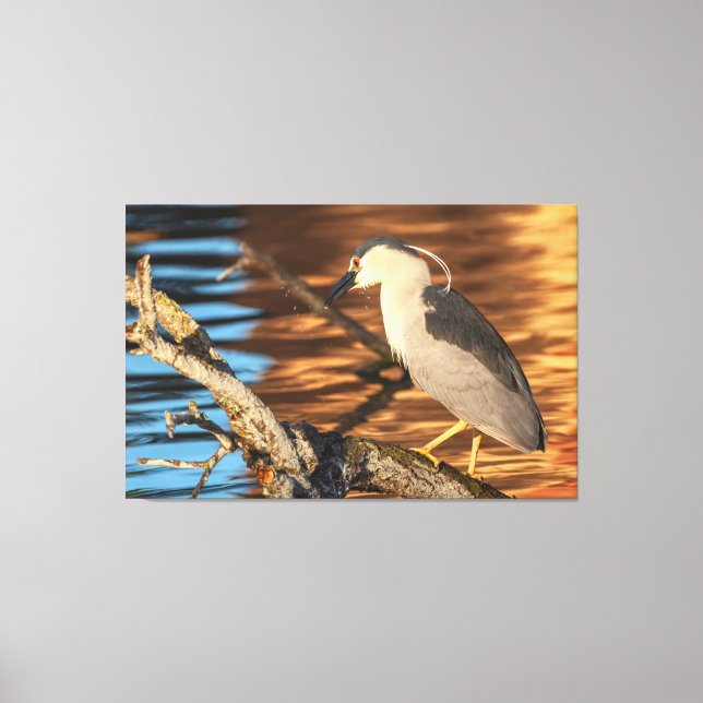 Black-crowned Night Heron Perches on Branch Canvas Print (Front)