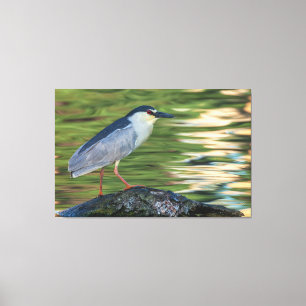 Black-crowned Night Heron Portrait Canvas Print